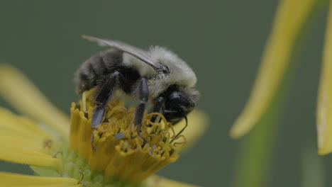 closeup of a bee harvesting pollen from a yellow flower