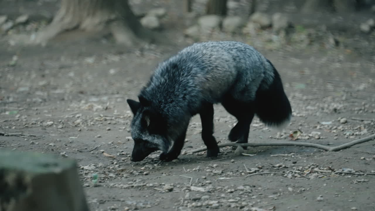 zorro plateado oliendo el suelo en zao fox village en shiroishi, miyagi, japón