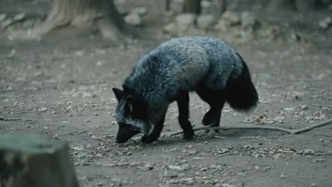 Zorro-Plateado-Oliendo-El-Suelo-En-Zao-Fox-Village-En-Shiroishi,-Miyagi,-Japón