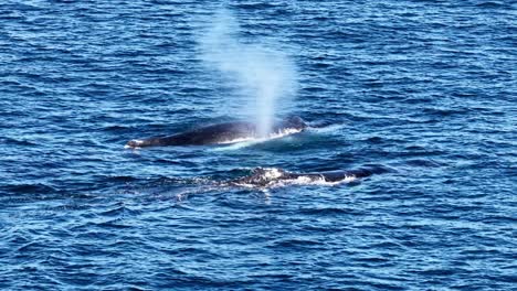 two humpback whales surface and exhale spouts in bright daylight, captured from above in calm pacific ocean waters near gold coast, australia