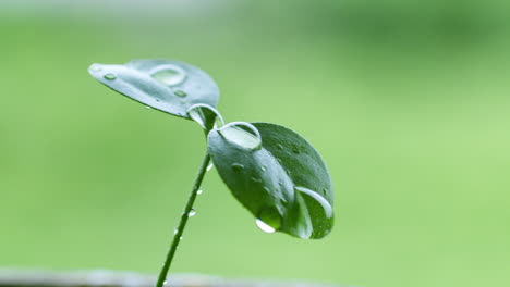 regar una plántula recién germinada dejando caer gotas de agua para darle nutrición y hacerla crecer