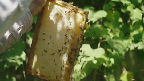 las manos del apicultor mantienen un marco de la colmena y aprenden cuánto traen las abejas melíferas al video hd