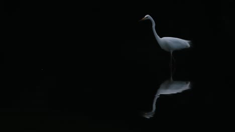 a solitary heron hunting in a dark pond