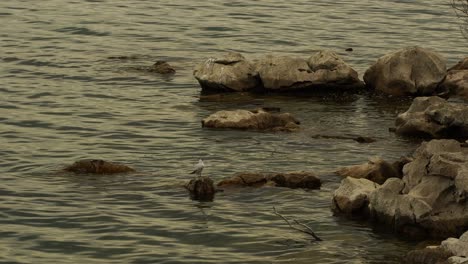 Isolated-wild-bird-standing-on-rocky-shore-washed-by-lake-water