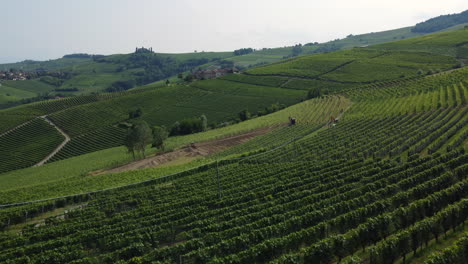 Tractor-machinery-ground-preparation-in-vineyards-agriculture-cultivation-field-aerial-view