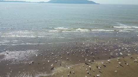 birds flying in a river wide view