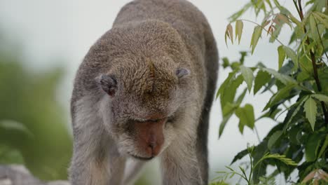 crab-eating macaque , long-tailed macaque, cercopithecine primate native to southeast asia walking wild in to the jungle of indonesia