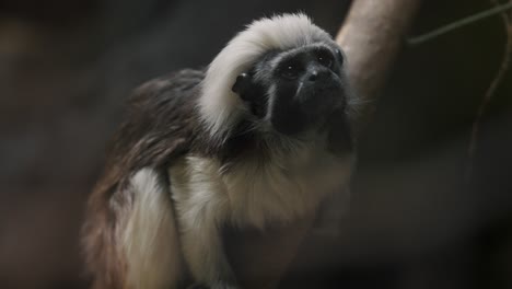 cotton-top tamarin monkey sitting on a tree branch