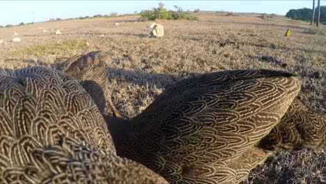 Cabo-Spurfowl-O-Francolin-Alimentándose-Activamente-A-La-Luz-De-La-Mañana-De-Cerca