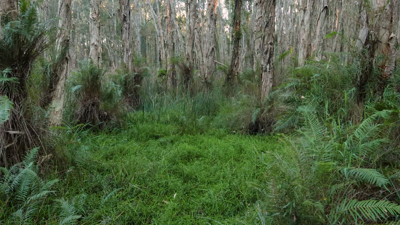 bosque de eucaliptos abierto, parque de conservación del lago coombabah, gold coast, queensland