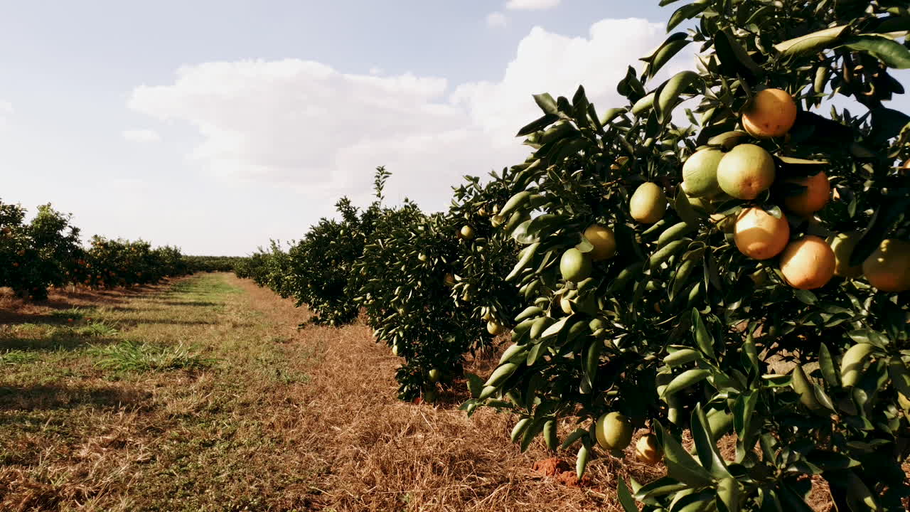 Filari di alberi d'arancio producono frutta fresca in un aranceto
