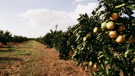 Rows-of-orange-trees-produce-fresh-fruit-at-a-orange-orchard