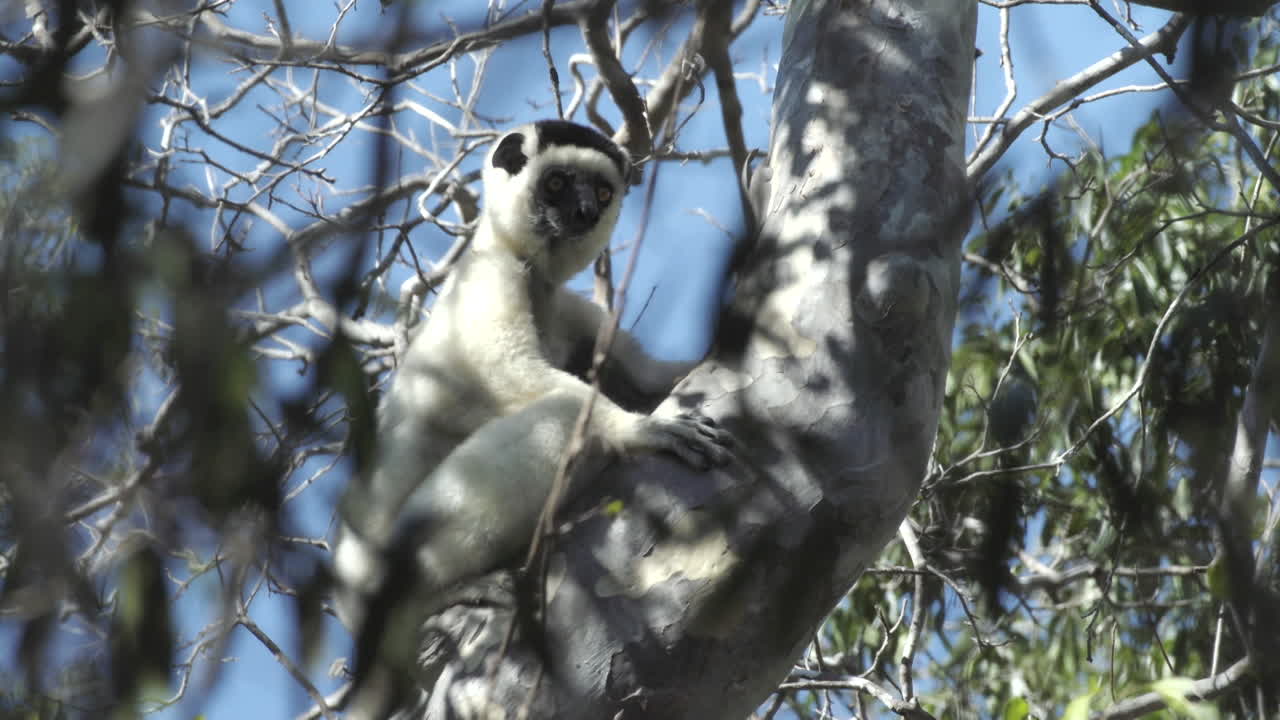 sifaka verreauxi aferrada al tronco de un árbol observa los alrededores, plano medio, cielo azul de fondo, el árbol no tiene hojas