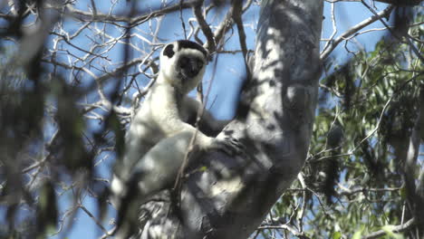 Sifaka-verreauxi-clinged-to-a-tree-trunk-observes-surroundings,-medium-shot,-blue-sky-in-background,-tree-has-no-leaves