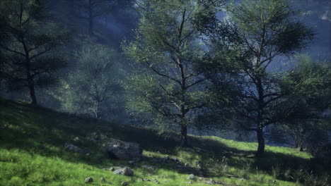 paisaje forestal de niebla