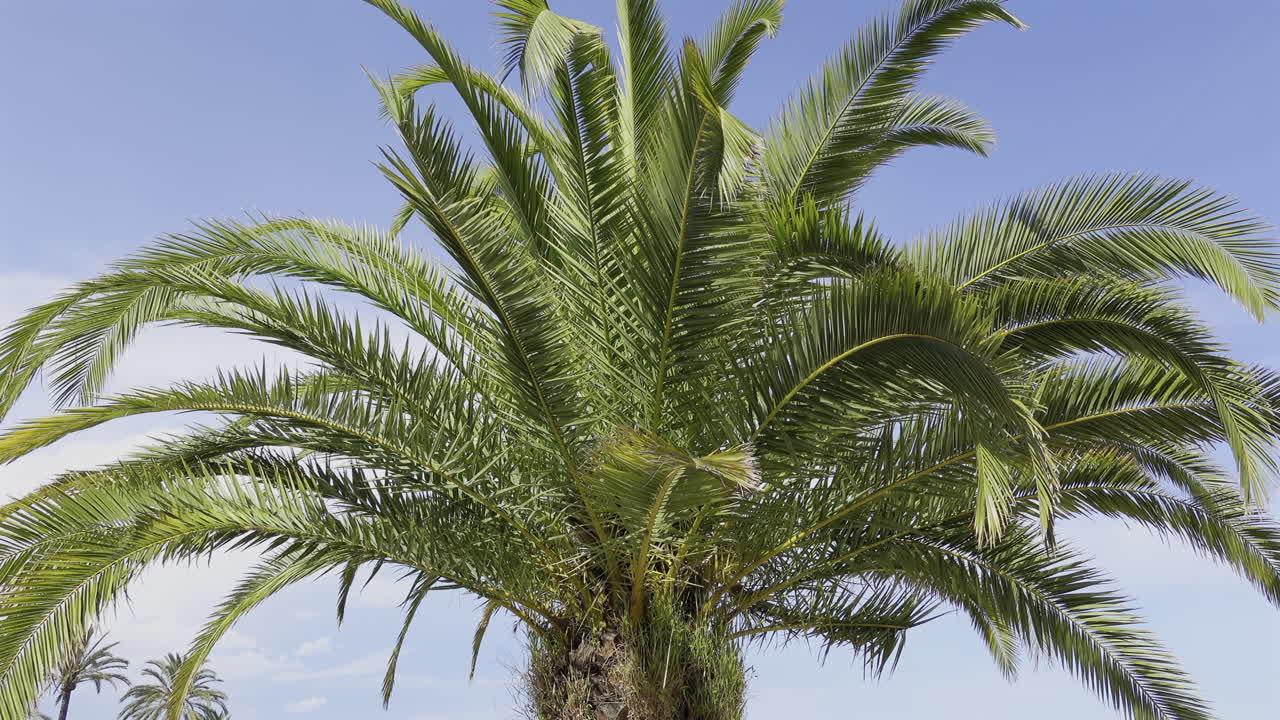 Close up of a palm tree on the beach with the blue sky on the background