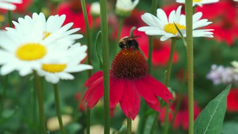 gimbal move on bee pollenating red heleniums between white daisy's on a windy day