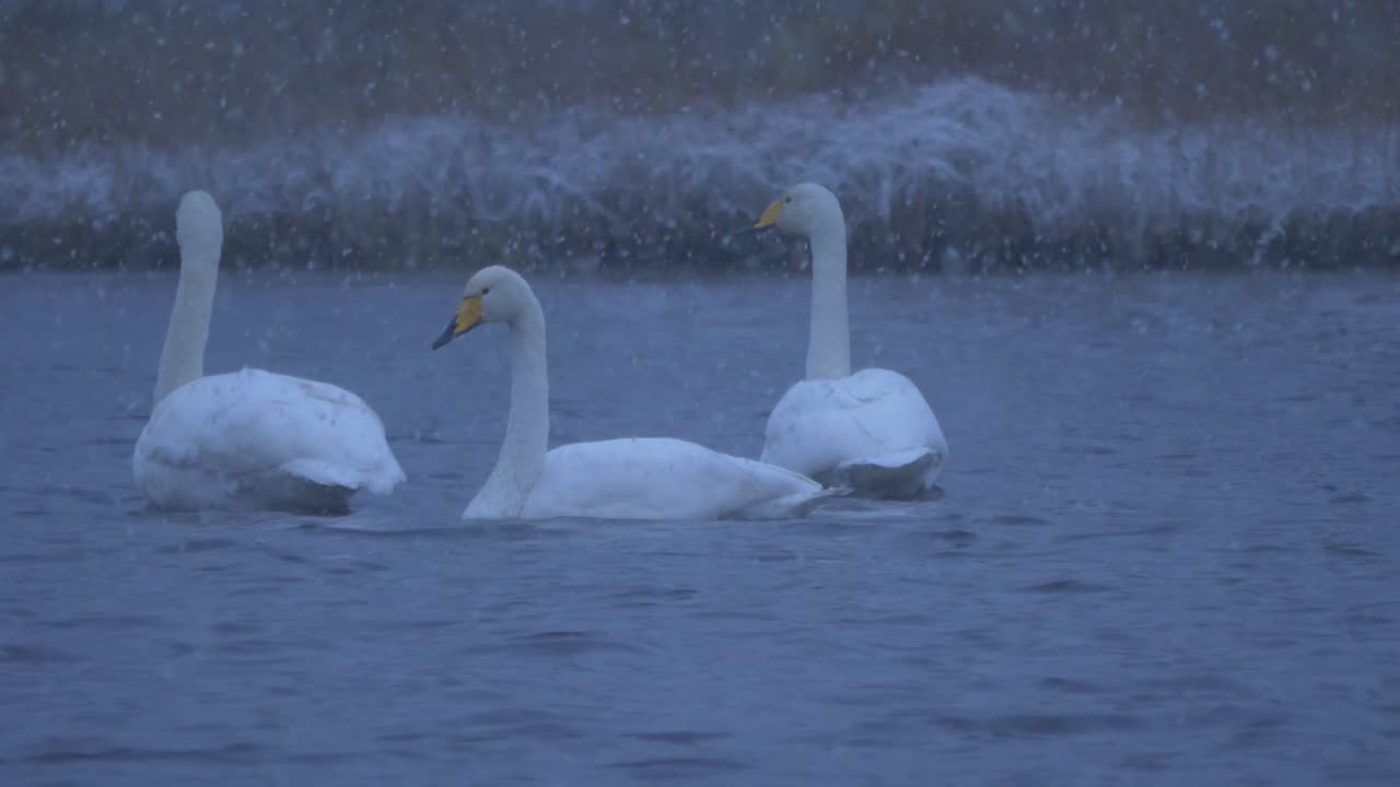 해질녘에 폭설 아래 겨울 호수에 떠 있는 백조 새 가족의 중간 장거리 샷