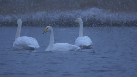 Mittellange-Aufnahme-Der-Schwanenvogelfamilie,-Die-Bei-Einbruch-Der-Dunkelheit-Unter-Starkem-Schneefall-Am-Wintersee-Schwimmt