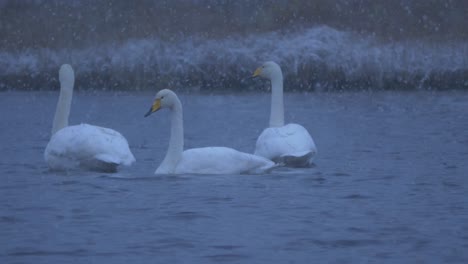 tiro medio largo de la familia de pájaros cisne flotando en el lago de invierno bajo fuertes nevadas al anochecer