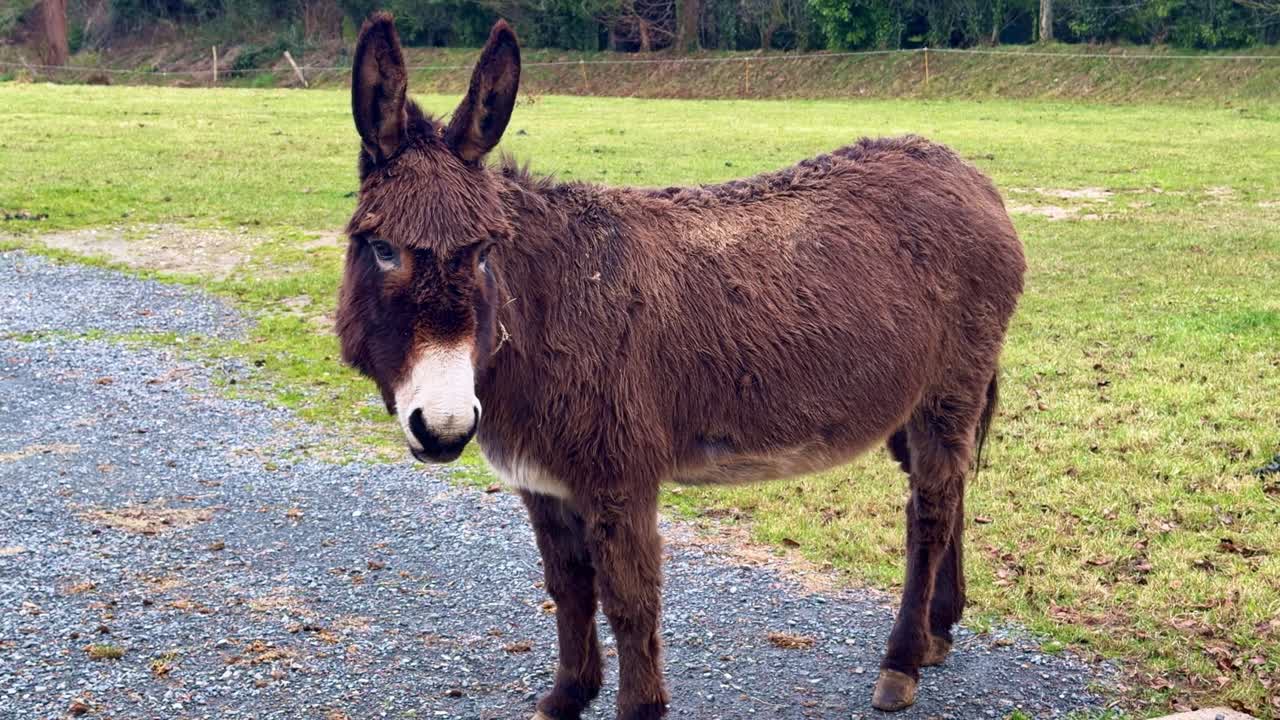 Nærbillede af et brunt æsel, der står på en landlig sti og kigger fremad i landlige omgivelser.