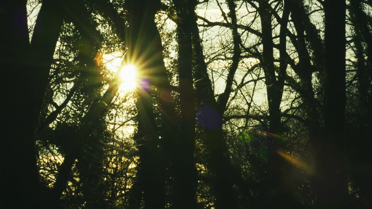 Warm sunlight shining through tall woodland trees creating a natural forest atmosphere in the English countryside with soft light and branches