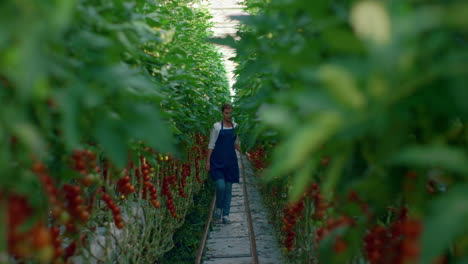 equipo de agrónomos comprobando las verduras y los tomates ecológicos en una plantación moderna.