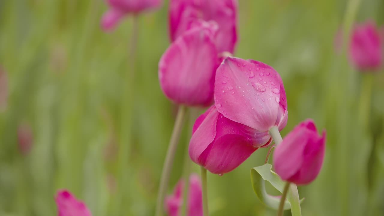 hermosos tulipanes rojos que florecen en el campo 2