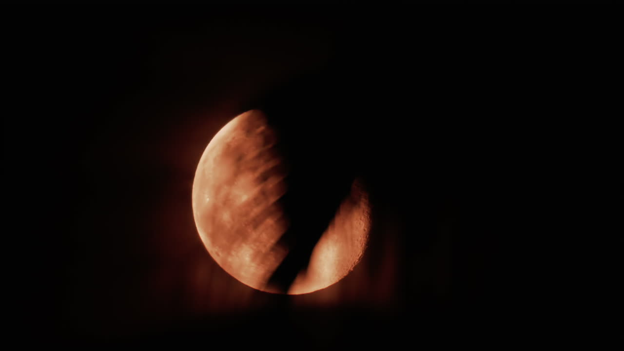 A palm leaf gently moves in front of a glowing moon, creating a serene tropical silhouette