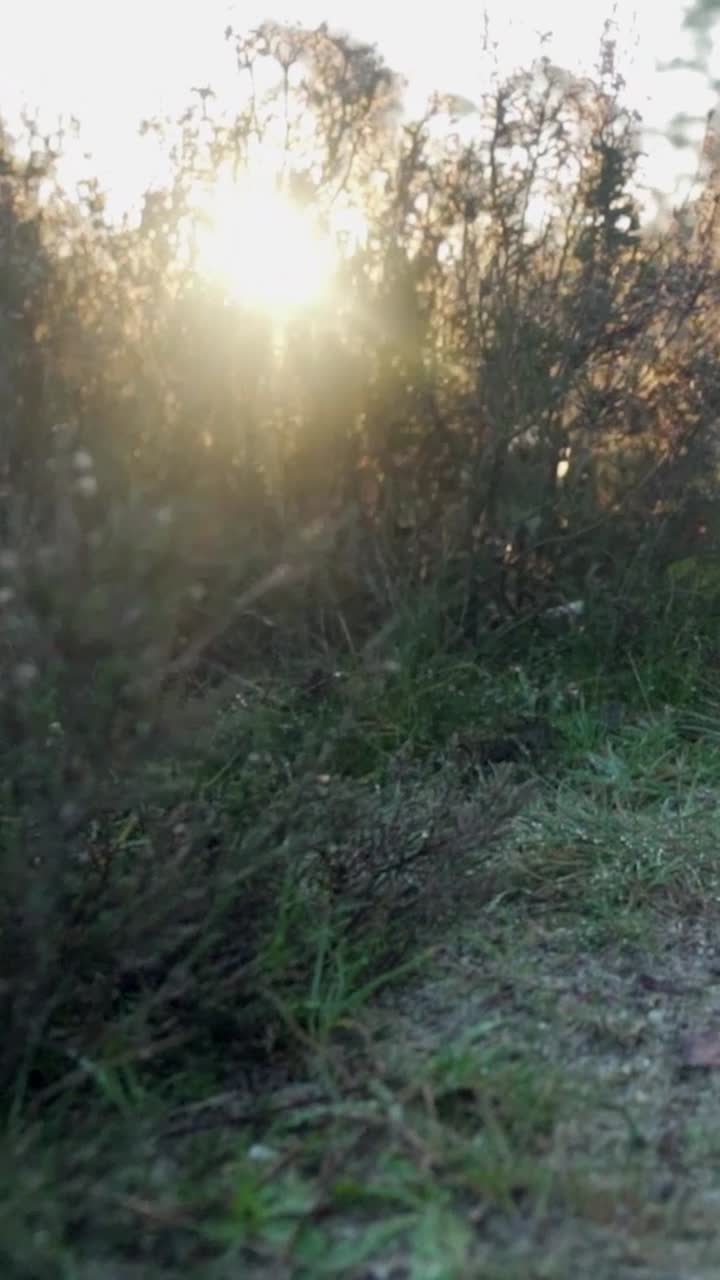 시골에서 해가 뜨는 것