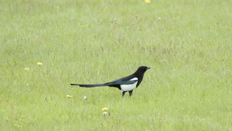 Magpie-bird-walks-across-green-grass-lawn-looking-for-food-to-eat