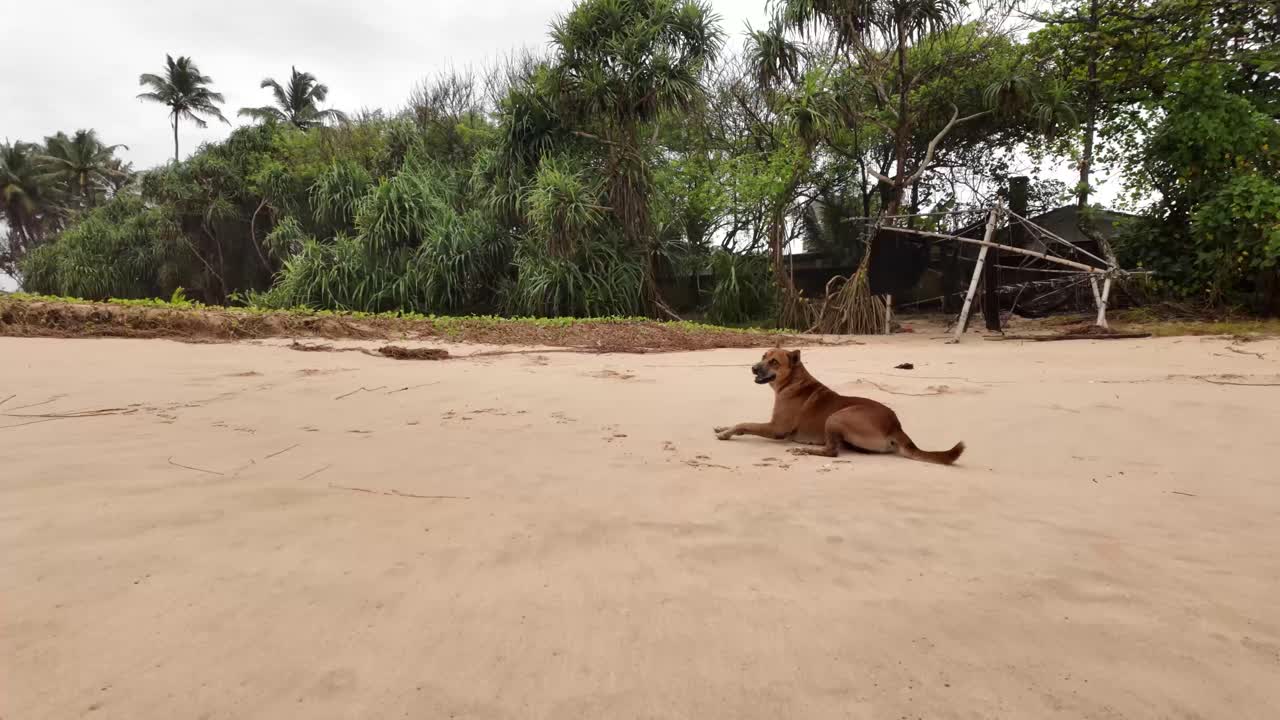 Local Sri Lanka stray dogs on the beach friendly pet canine animal outdoor