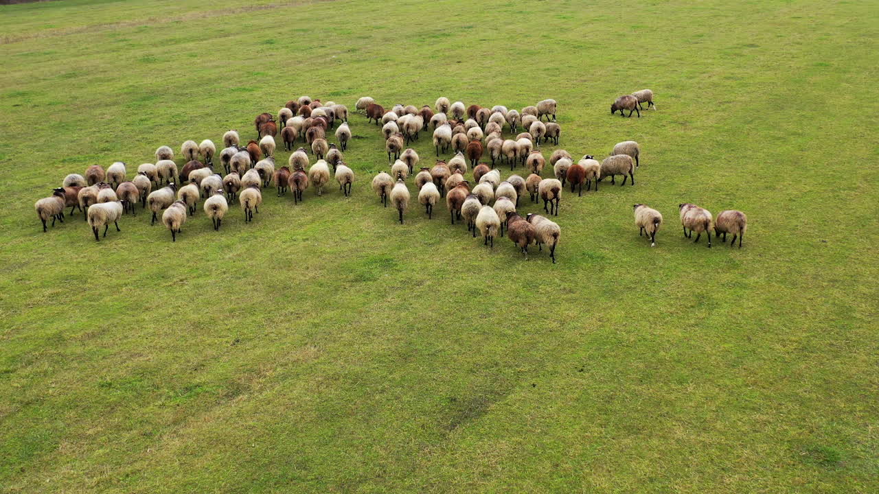 Flock of sheep on green field background. Domestic animals on pasture. Sheep on a meadow. Livestock agriculture. Aerial view.