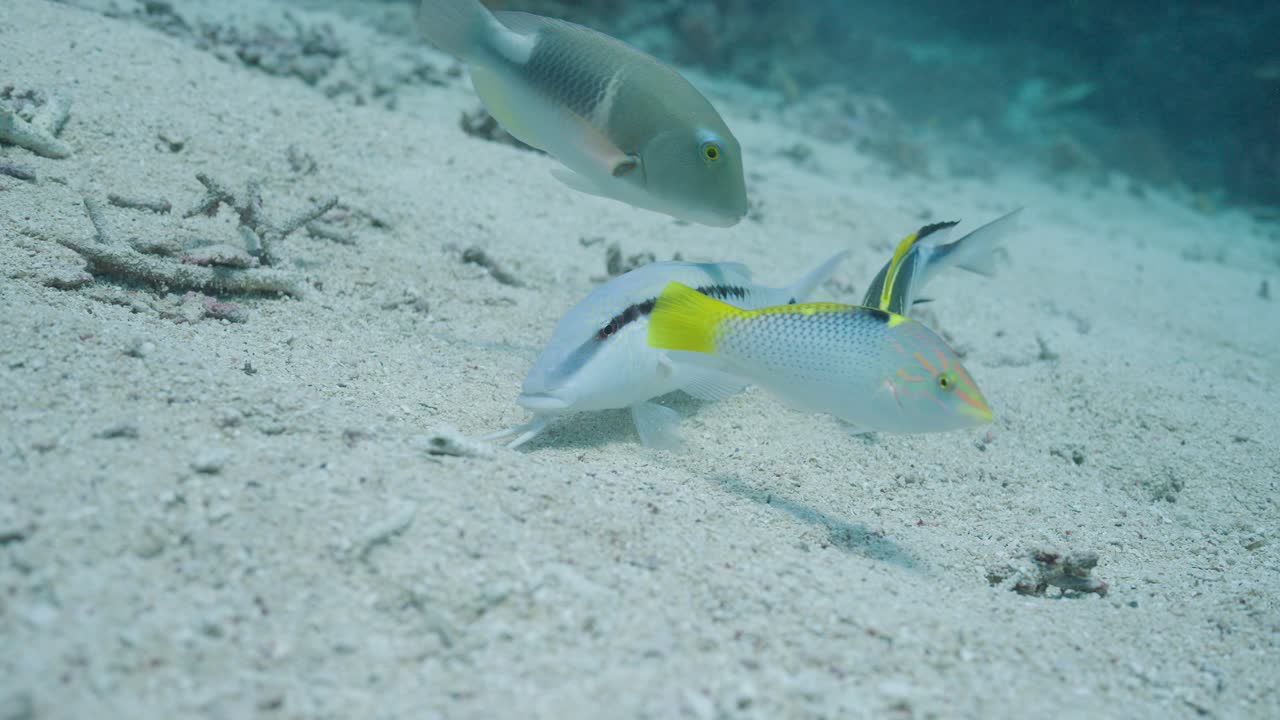 Immagine subacquea di un pesce capra Dash and Dot che scandaglia e scava nella sabbia sul fondo dell'oceano in cerca di cibo, creando delicate nuvole di sabbia.