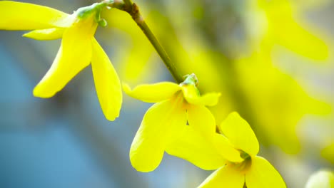 disparo a cámara lenta de forsythia