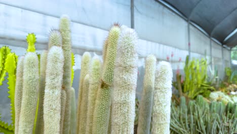 cactus exhibidos en un invernadero de bangkok