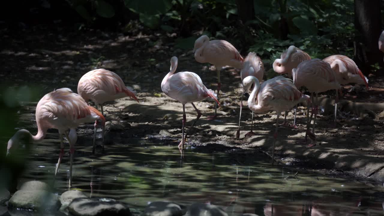 A group of flamingos at the Taipei Zoo
