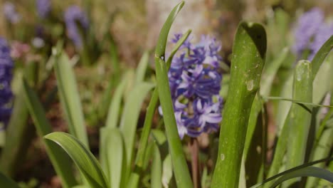 Close-up-shot-of-Violet-beautiful-flowers-on-a-spring-morning