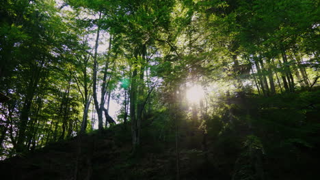 Die-Strahlen-Der-Aufgehenden-Sonne-Sind-Heilig-Durch-Den-Wald-Morgen-Im-Wald