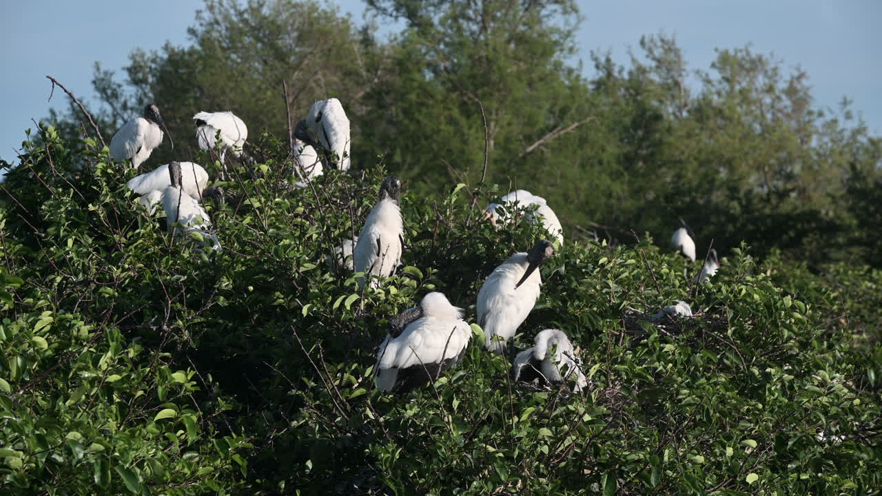 colonia de cigüeñas de madera en el área de anidación, wakodahatchee, florida