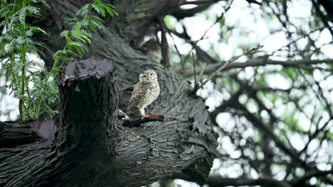 a spotted owlet sits alertly while rotating its head in a curious and animated manner. captured in natural light, highlighting typical owl behavior