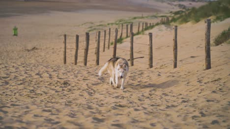 un perro caminando por la playa