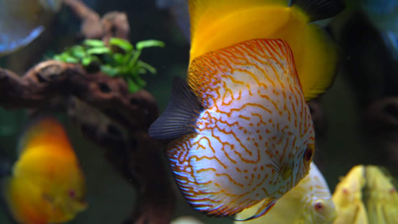 disco de sangre de paloma roja y blanca y pez disco amarillo en el acuario doméstico