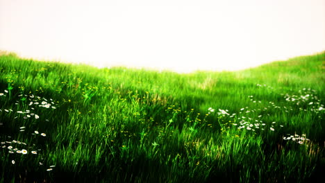 vue sur le paysage de l'herbe verte sur la pente