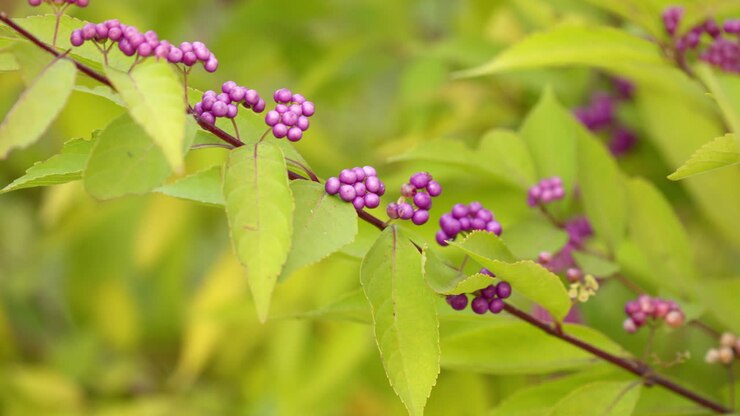 Frutti viola e foglie verdi sul ramo di un albero di Callicarpa japonica in autunno