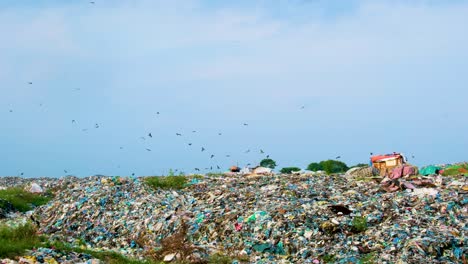 pájaros enjambres sobre el vertedero lleno de basura