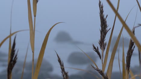 Goldenes-Lieschgras,-Das-Langsam-In-Der-Nähe-Der-Felsigen,-Nebligen-Kalten-Küste-An-Der-Ostsee-Weht