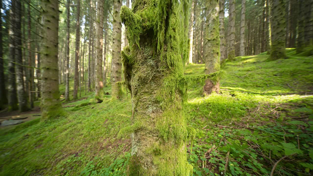 Hanging moss covers tree trunks of old pine trees