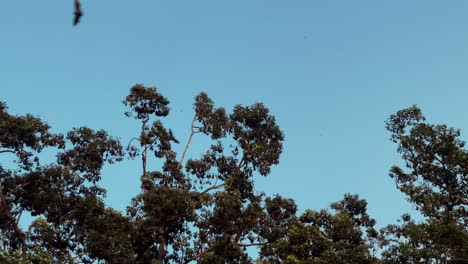 una impresionante imagen estática captura murciélagos volando alrededor de un árbol contra un hermoso fondo de cielo azul