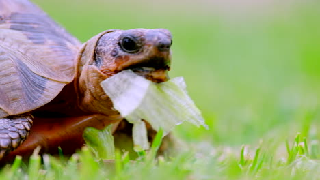 angulate red-belly tortoise snacking on green lettuce